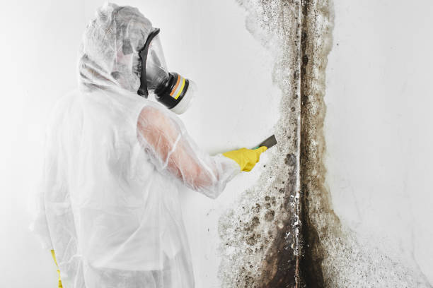 Best Mold Testing and Removal  in Artondale, WA