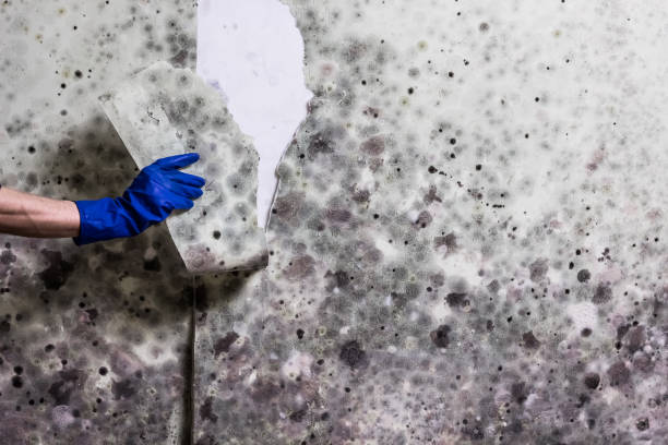 Best Black Mold Removal  in Artondale, WA